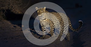 Lone leopard walking in darkness and hunt for food in nature