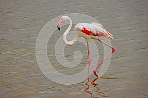 A lone lesser flamingo foraging at Amboseli National Park in Kenya