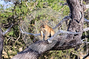 Forlorn Lion cub sitting in a tree photo