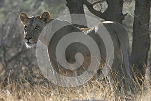 Lone Lioness