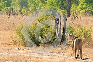 A solitary Lioness walking in the bush in Hwange National Park