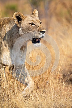Lone lioness walking through dry brown grass hunt for food