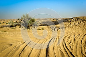 A lone living tree on a dune in the desert