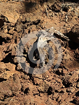 Lone log in lava rock