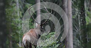 A lone male of big red deer stag, Cervus Elaphus  stand at the egde of the mountain forest.