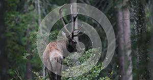 A lone male of big red deer stag, Cervus Elaphus  stand at the egde of the mountain forest.
