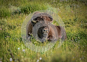 A lone male buffalo relaxes in the flower fields of Lamar Valley