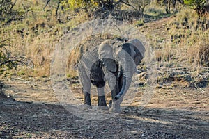 A lone male bull musth elephant showing aggressive behavior in a game reserve