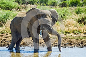 A lone male bull musth elephant showing aggressive behavior in a game reserve