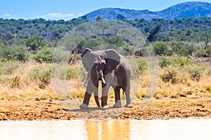 A lone male bull musth elephant showing aggressive behavior in a game reserve