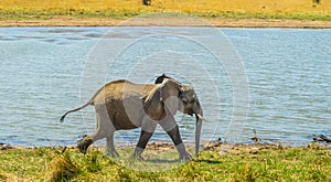 A lone male bull musth elephant showing aggressive behavior in a game reserve