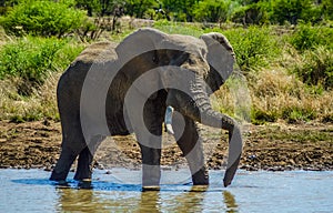 A lone male bull musth elephant showing aggressive behavior in a game reserve