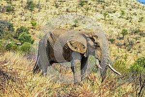 A lone male bull musth elephant showing aggressive behavior in a game reserve