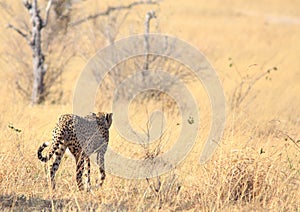 Solitary cheetah walking away from camera into the wide open plains in Hwange National Park, Zimbabwe photo