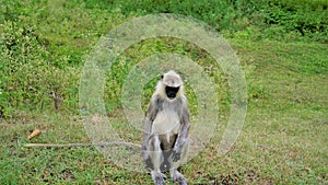 Lone male Gray langurs, also called Hanuman monkeys or Semnopithecus sitting in roadside in forest