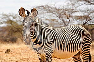 Lone male Grevy`s or Imperial zebra in golden grassland, Samburu National Park, Kenya