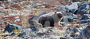 Lone Male Grizzly Bear sniffing the air in the rocks in the mountain above the Savage River in Denali National Park in Alaska USA