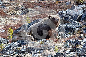 Lone Male Grizzly Bear sniffing the air in the rocks in the mountain above the Savage River in Denali National Park in Alaska USA