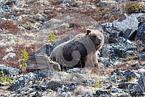 Lone male Grizzly Bear [ursus arctos horribilis] in the mountain above the Savage River in Denali National Park in Alaska USA