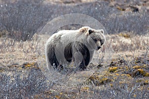 Lone male Grizzly Bear [ursus arctos horribilis] in the mountain above the Savage River in Denali National Park in Alaska USA