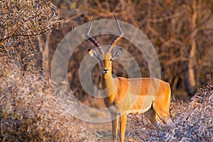 Impala Aepyceros Melampus looking at the camera at sunset in Dikhololo Game Reserve, South Africa photo