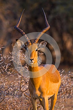 A lone male Impala looking at the camera photo
