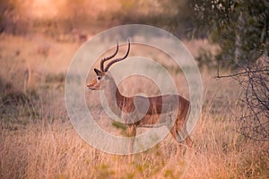 A lone male impala aepyceros melampus at sunset photo