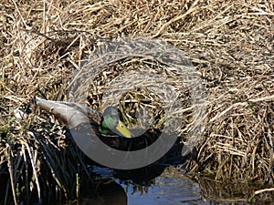 Lone Male Mallard Duck Swimming in the Reeds