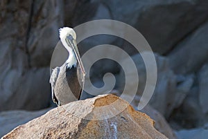 Lone Male Pelican perched on Pelikan Rock in Cabo San Lucas Baja Mexico