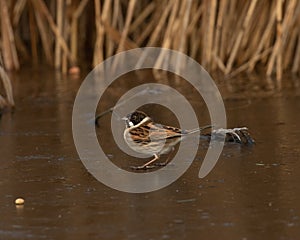 Lone Male Reed Bunting  Emberiza schoeniclus  searching for seeds on frozen pond at edge of reeds