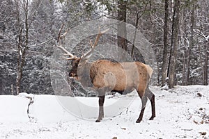 Lone male Wapiti in a snowy forest