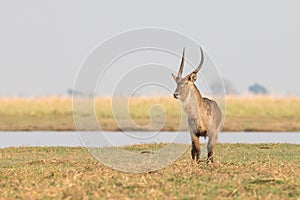 Lone male waterbuck