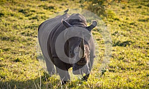 Single male white rhino in the South African bush with tickbird