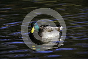 A lone mallard duck in calm water