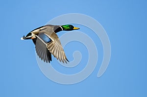 Lone Mallard Duck Flying in a Blue Sky