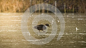 A lone mallard duck walks to the shore of a frozen pond