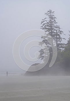 Lone man on beach with Trees on rocks in the fog