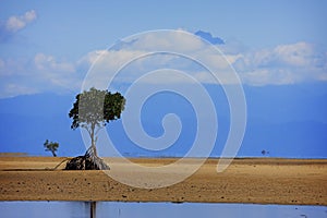 Lone Mangrove