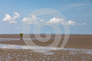 Lone mangrove on mudflat at low tide with blue sky