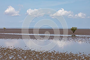 Lone mangrove on mudflat at low tide with blue sky