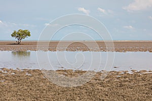 Lone mangrove on mudflat at low tide with blue sky