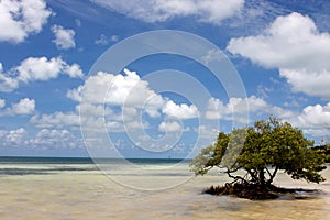 Lone Mangrove Tree