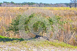 Lone Mangrove Tree