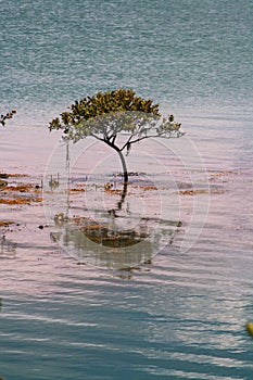 Lone Mangrove Tree