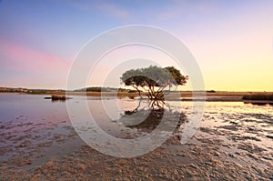 Lone Mangrove Tree