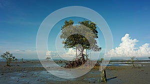 A lone mangrove tree on low tide beach during sunny morning in Batu Laut beach, Selangor, Malaysia.