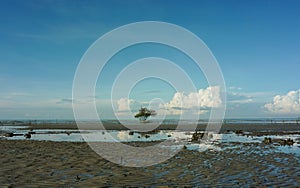 A lone mangrove tree on low tide beach during sunny morning in Batu Laut beach, Selangor, Malaysia.