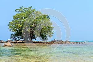 Lone Mangrove Tree in the Rocky Shallows of a Tropical Sea photo