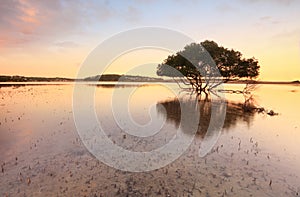 Lone mangrove tree and roots in tidal shallows