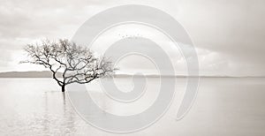 Lone mangrove tree in still waters